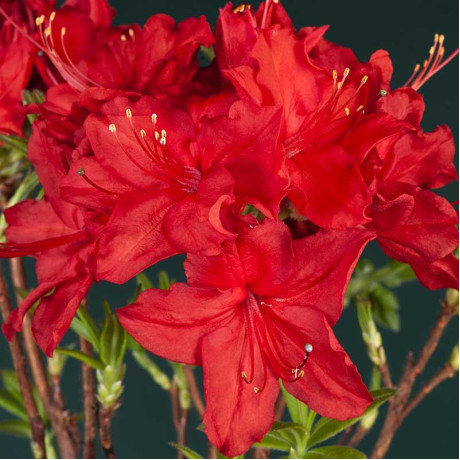 Азалия сорт Doloroso, конт. 2 л