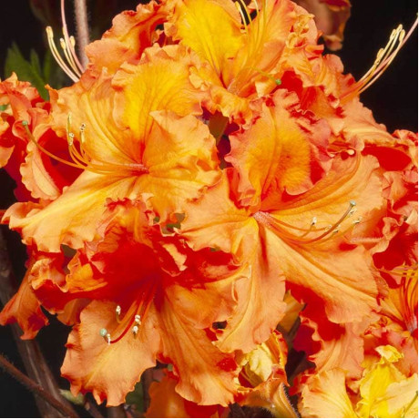 Азалия сорт Gibraltar 1 летняя, in vitro (полуупакованая)