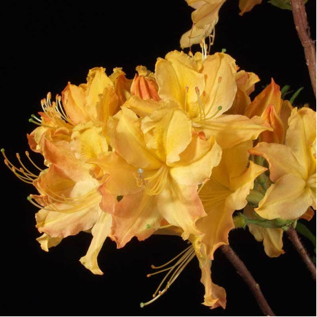 Азалия сорт Golden Lights 1 летняя, in vitro (полуупакованая) Азалия сорт Golden Lights 1 летняя, in vitro (полуупакованая)