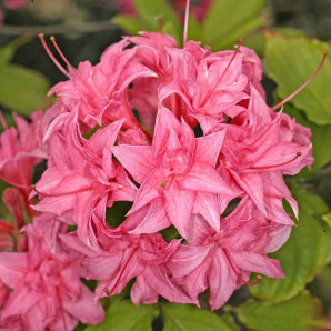 Азалия сорт Homebush 1 летняя, in vitro (полуупакованая) Азалия сорт Homebush 1 летняя, in vitro (полуупакованая)