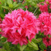 Азалия сорт Homebush, конт. 1.5 л