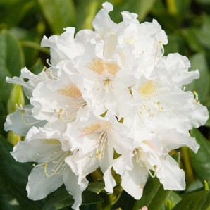 Азалия Nene 1 летняя, конт. P9 Азалия Nene 1 летняя, конт. P9