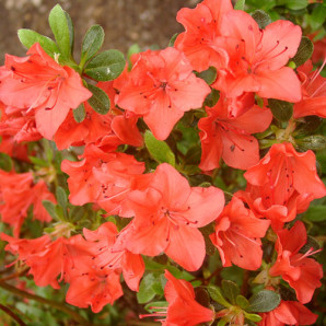 Азалия Geisha orange 1 летняя, конт. P9 л Азалия Geisha orange 1 летняя, конт. P9 л