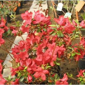 Азалия Stewartstonian 1 летняя, конт. P9 Азалия Stewartstonian 1 летняя, конт. P9