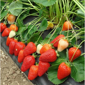 Клубника сорт Азия, в кассетах 45 ячеек