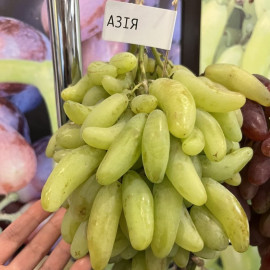 Виноград сорт Азия, 115-125 дней, конт. 1.7 л