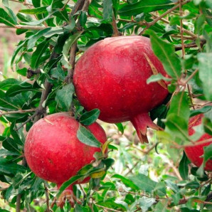 Саджанці гранату сорт Азіатський 1 річні, конт. Р9