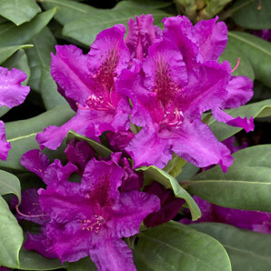 Рододендрон Azurro, контейнер 1.5 л Рододендрон Azurro, контейнер 1.5 л