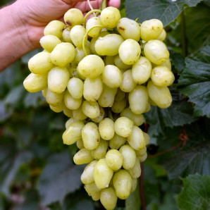 Виноград сорт Бананас, полуупакованный Виноград сорт Бананас, полуупакованный