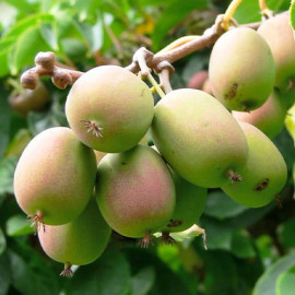 Актинидия аргута сорт Байерн Киви 1 летняя, конт. P9