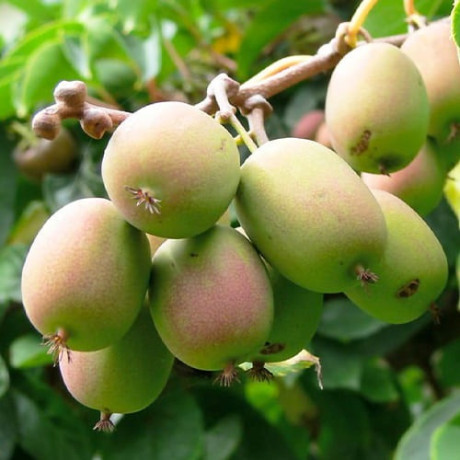 Актинидия аргута сорт Байерн Киви 1 летняя, конт. P9