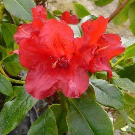 Рододендрон Baden Baden, контейнер 1.5 л Рододендрон Baden Baden, контейнер 1.5 л