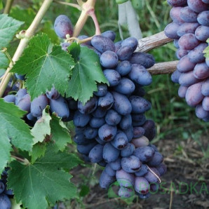 Виноград сорт Байконур, полуупакованный Виноград сорт Байконур, полуупакованный