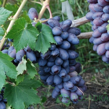 Виноград сорт Байконур, полуупакованный