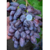Виноград сорт Байконур, полуупакованный