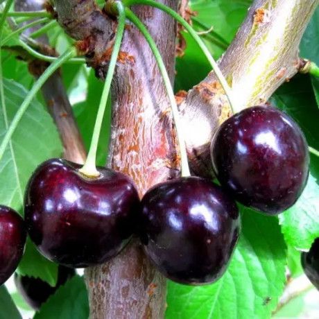 Вишня сорт Балатон, подвой магалепка