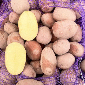 Семенной картофель Беллароза, 50-60 дней, 2 репродукция Семенной картофель Беллароза, 50-60 дней, 2 репродукция