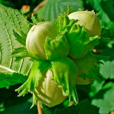 Фундук сорт Барселонський