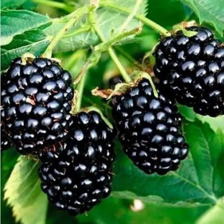 Саженцы ежевики сорт Беби Кейк (Baby cake) 2 летние, конт. 5 л