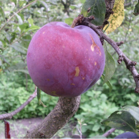 Алича (диплоїдна слива) сорт Бербанк Гігант, підщепа алича Алича (диплоїдна слива) сорт Бербанк Гігант, підщепа алича
