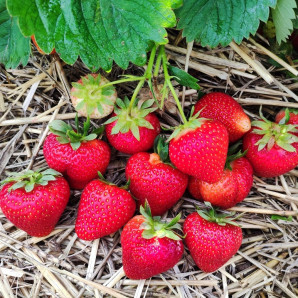 Клубника сорт Бескид, в кассетах 84 ячейки