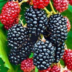 Бесшипные сорта ежевики Бесшипные сорта ежевики