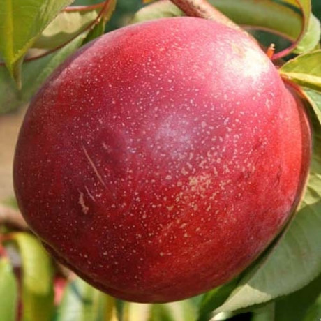 Нектарин сорт Биг Хэйвен, подвой алыча