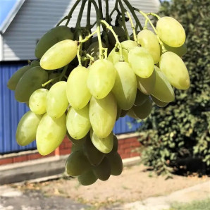 Виноград сорт Белая Акация, 95-100 дней, конт. 1.7 л Виноград сорт Белая Акация, 95-100 дней, конт. 1.7 л