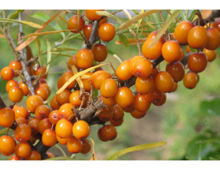 Правильна посадка обліпихи в саду і догляд за рослиною