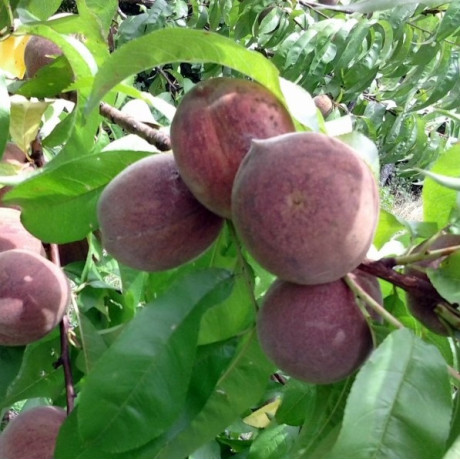 Персик сорт Блэк Бой (Black Boy), подвой горький миндаль Персик сорт Блэк Бой (Black Boy), подвой горький миндаль