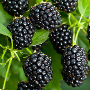 Саженцы ежевики сорт Блэк Джем 1 летние, конт. Р9 Саженцы ежевики сорт Блэк Джем 1 летние, конт. Р9