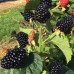 Саженцы ежевики сорт Блэк Джем 1 летние, конт. Р9