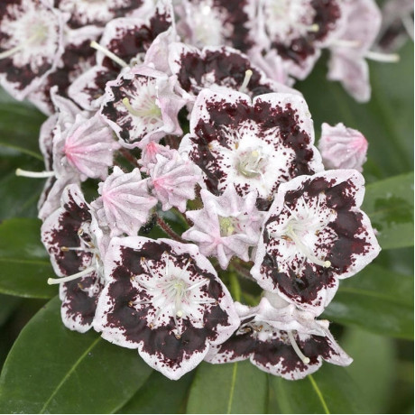 Кальмия широколистная сорт Black Label, конт. P9 Кальмия широколистная сорт Black Label, конт. P9