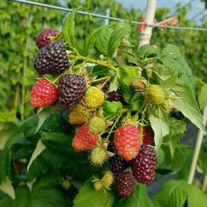 Саджанці малини сорт Black Polka, конт. 3 л