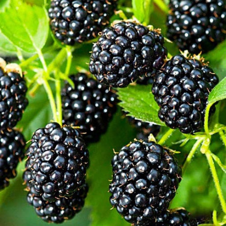 Саженцы ежевики сорт Блек Перл (Black Pearl) 1 летние, конт. P9