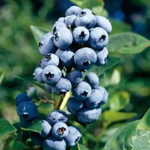 Саджанці лохини сорт Блюджей 1 річні, конт. P9 Саджанці лохини сорт Блюджей 1 річні, конт. P9