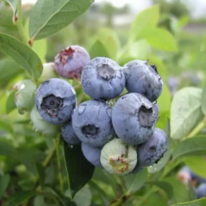 Саджанці лохини сорт Блюетта 1 річні, конт. P9 Саджанці лохини сорт Блюетта 1 річні, конт. P9