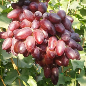 Виноград сорт Близнец, 110-120 дней, конт. 1.7 л Виноград сорт Близнец, 110-120 дней, конт. 1.7 л