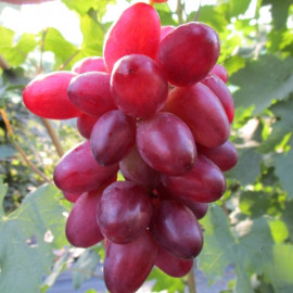 Виноград сорт Богема, полуупакованный