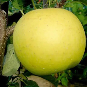 Яблуня зимова сорт Богемія Голд, підщепа 54-118 Яблуня зимова сорт Богемія Голд, підщепа 54-118