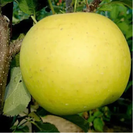 Яблуня зимова сорт Богемія Голд, підщепа 54-118