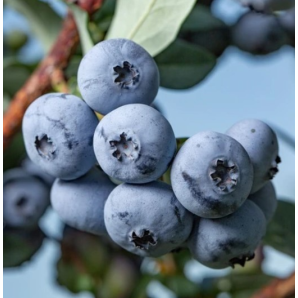 Саджанці лохини сорт Бонус 3 роки конт. 3 л Саджанці лохини сорт Бонус 3 роки конт. 3 л