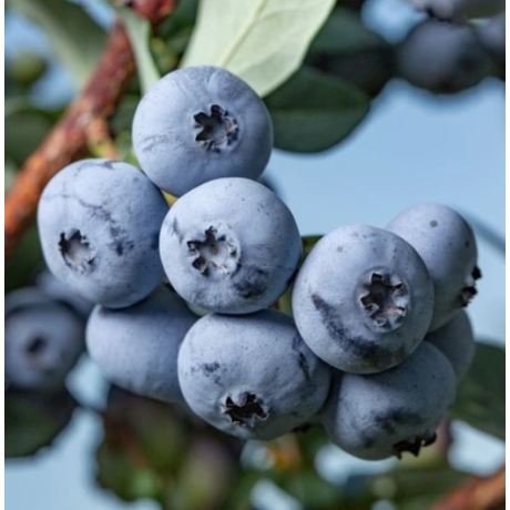 Саджанці лохини сорт Бонус 3 роки конт. 3 л