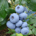 Саженцы голубики сорт Бонус 1 летние, конт. Р9