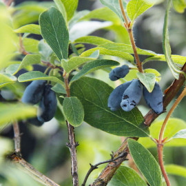 Жимолость Boreal Beauty 2 летняя, конт. 1.5 л