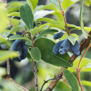 Жимолость Boreal Beauty 2 роки, конт. 1.5 л