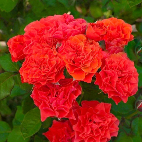 Саджанці троянд сорт Brand Pixie (Бранд Піксі) Саджанці троянд сорт Brand Pixie (Бранд Піксі)