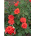 Саджанці троянд сорт Brand Pixie (Бранд Піксі)