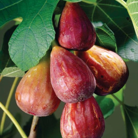 Інжир сорт Браун Туркей, конт. P9