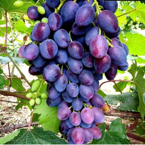 Виноград сорт Брависимо, 100-105 дней, конт. 1.7 л Виноград сорт Брависимо, 100-105 дней, конт. 1.7 л